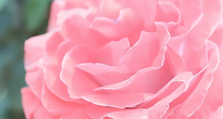 送朋友一捆花代表什么？一捆花的花语有哪些含义？