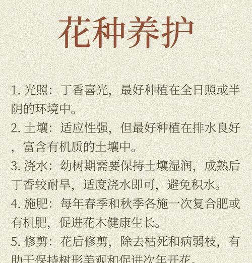 绝对的爱花语是什么？如何表达最深的爱意？