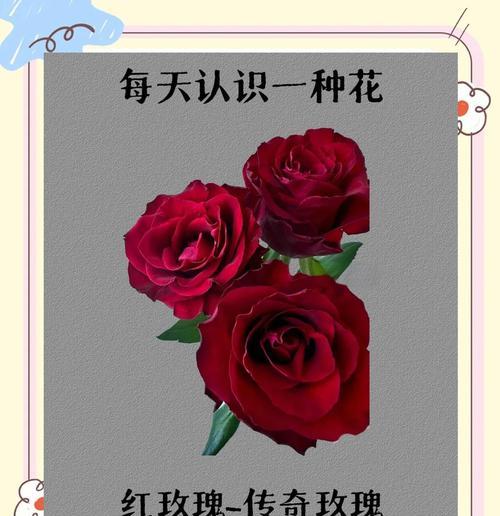 21朵红玫瑰代表什么含义？花语解读与送花建议？