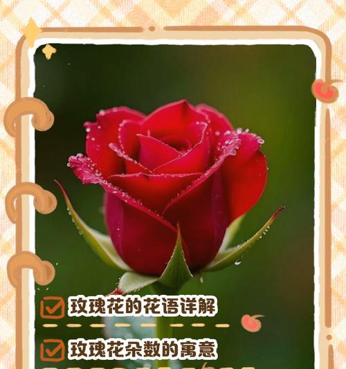 21朵红玫瑰代表什么含义？花语解读与送花建议？