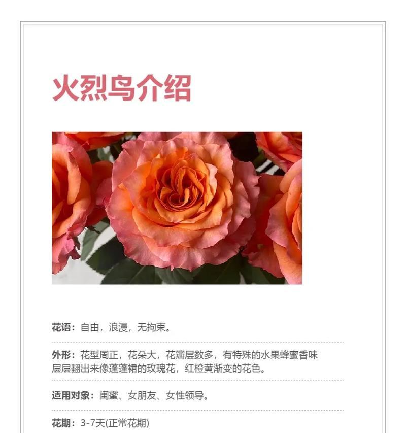 粉玫瑰代表什么花语？粉玫瑰花语的含义有哪些？