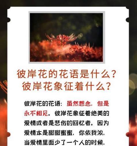 什么花代表爱情的花语？如何用花卉表达爱意？