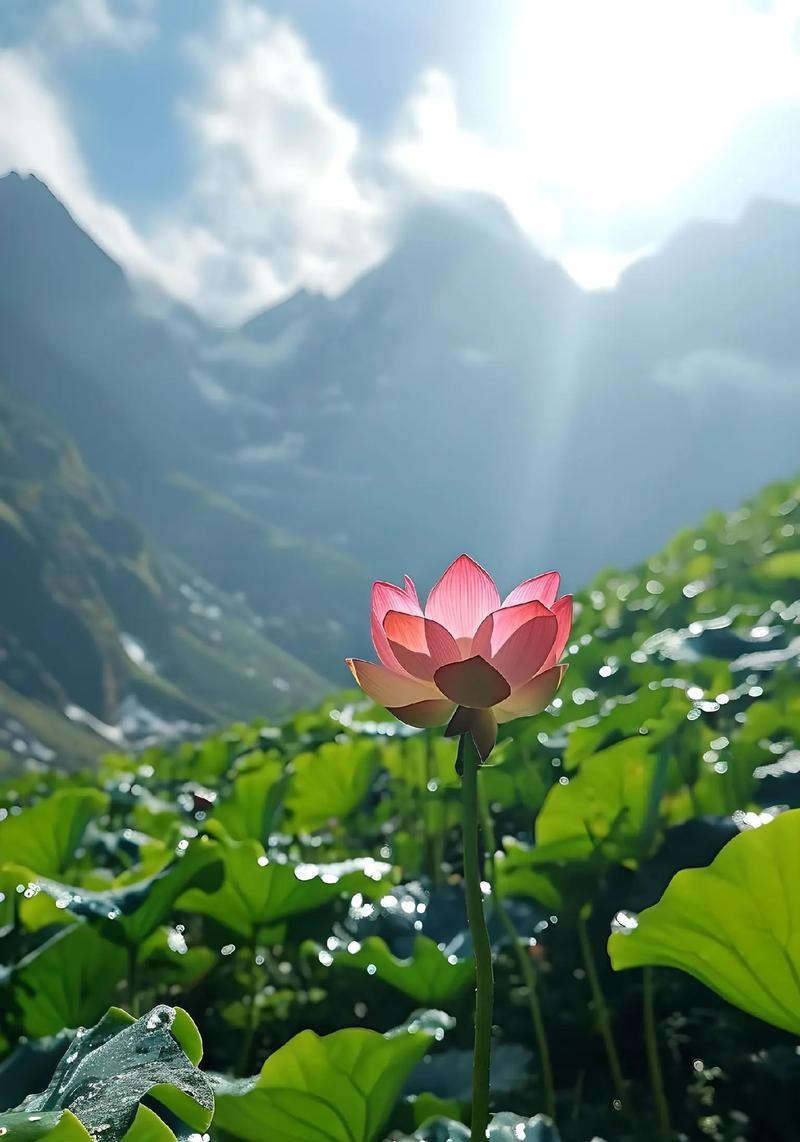 象征无能的花卉是什么花？这种花的含义和用途有哪些？