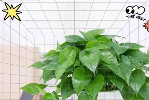 绿萝花语是什么意思？如何正确解读绿萝的花语含义？