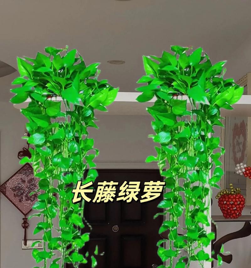 绿萝花语是什么意思？如何正确解读绿萝的花语含义？