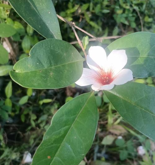 什么花象征着邓小岚的爱情？邓小岚爱情的花语是什么？