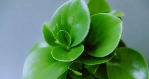 平等尊重的花语是什么？如何用花卉表达尊重与平等？