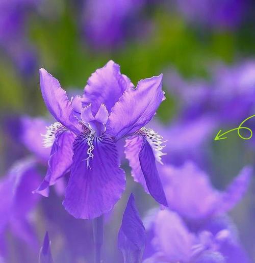 什么花的花语代表着权力？揭秘象征权力的花卉种类及含义？