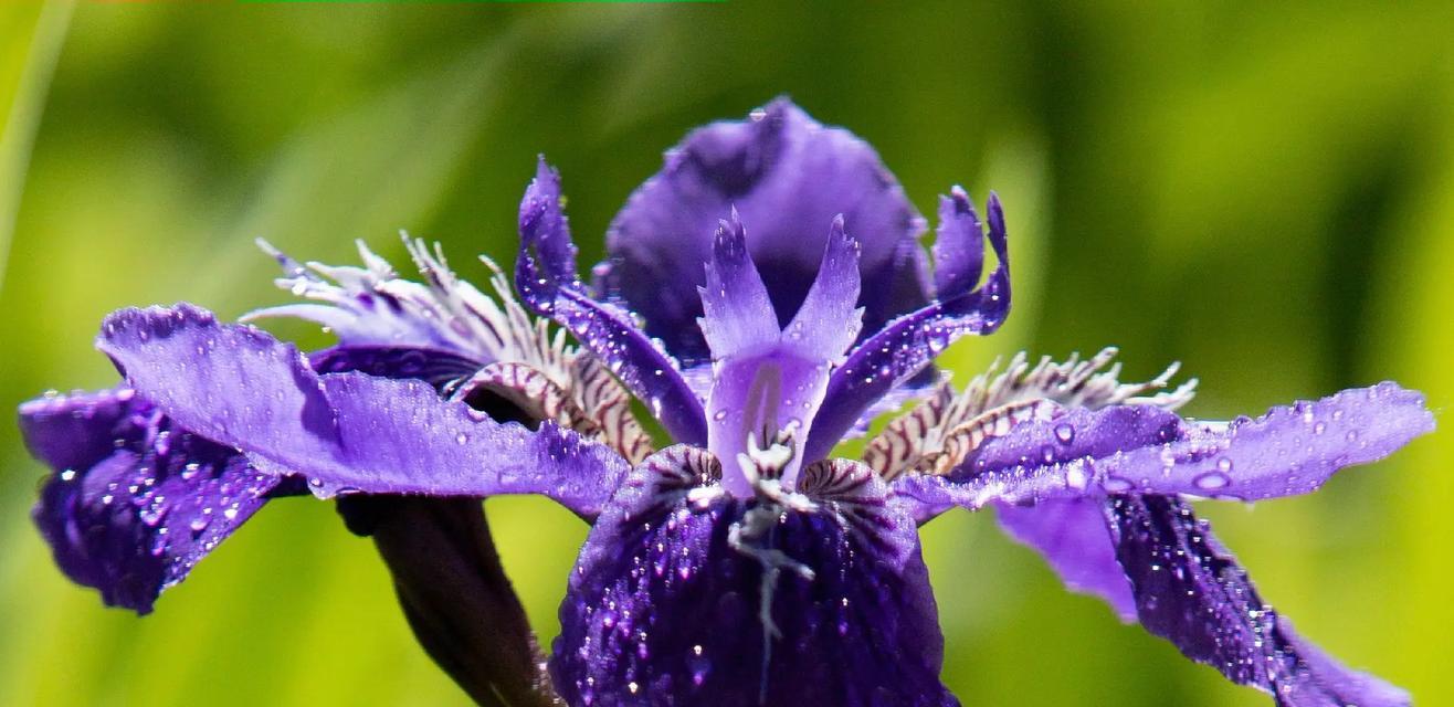 什么花的花语代表着权力？揭秘象征权力的花卉种类及含义？