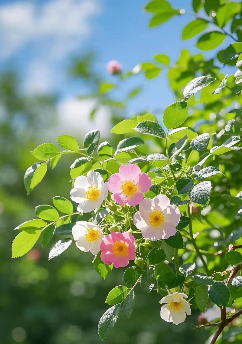 蔷薇花象征着什么？蔷薇花的含义有哪些常见误解？