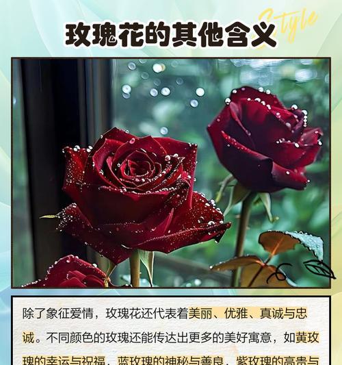 玫瑰花的象征意义有哪些？不同颜色玫瑰代表什么？