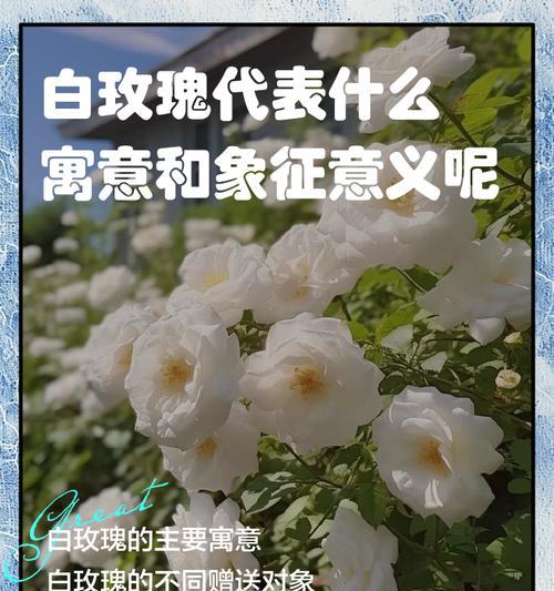 玫瑰花的象征意义有哪些？不同颜色玫瑰代表什么？