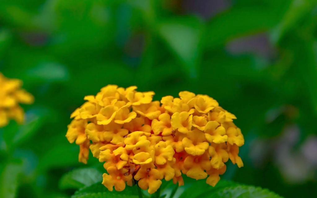 可以象征马的花是什么花？有哪些花与马的象征意义相关？