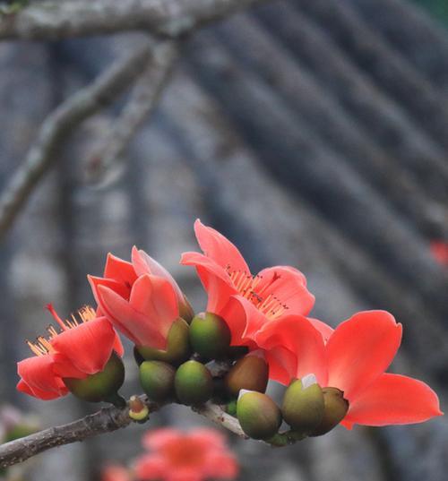 木绵花的寓意与象征是什么？了解木绵花背后的文化含义？