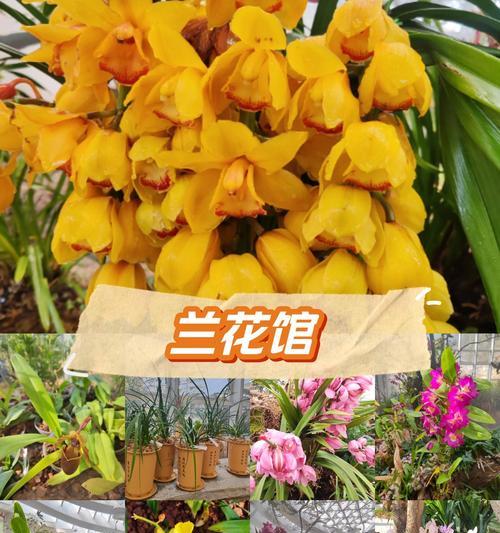 兰花的特征和花语是什么？如何解读兰花的象征意义？