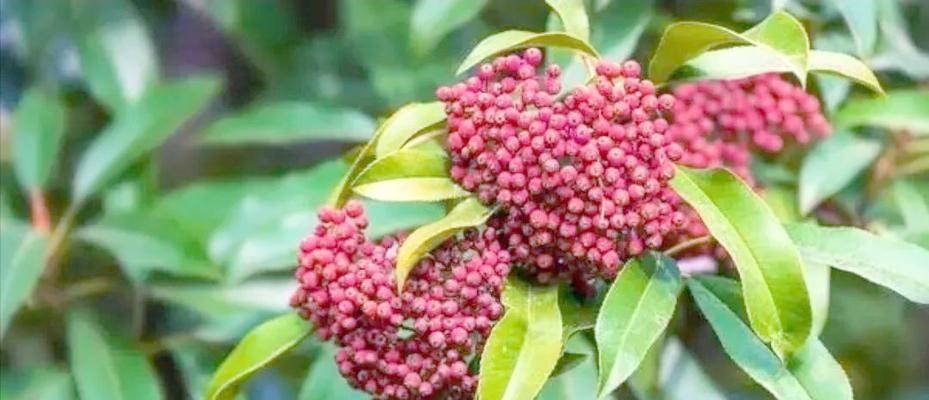 楠花的寓意和象征意义是什么？如何在园林设计中应用楠花？
