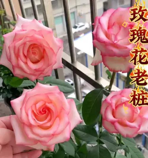 送老人家玫瑰花的寓意是什么？如何选择合适的数量和颜色？