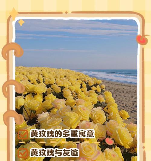 黄玫瑰的花语是什么？送黄玫瑰代表什么含义？