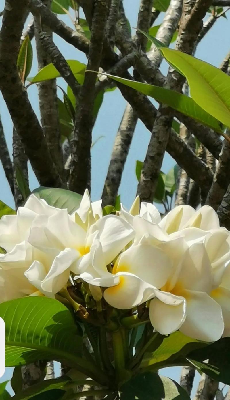 象征喜剧的花是什么花？喜剧花的含义和特点是什么？