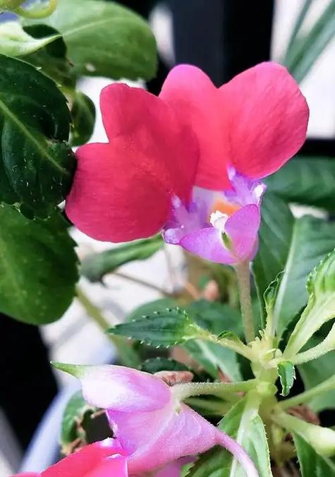 象征喜剧的花是什么花？喜剧花的含义和特点是什么？