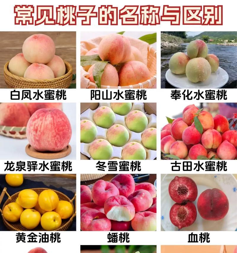 桃子的花语是什么意思？如何解读桃子的花语含义？