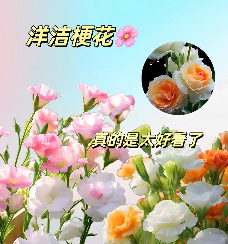 桔梗花的寓意由来及其象征意义是什么？