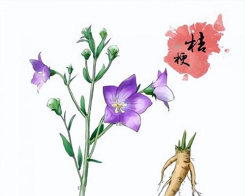 桔梗花的寓意由来及其象征意义是什么？