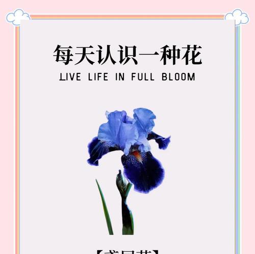 象征自由渴望爱情的花是什么花？这种花的花语有哪些含义？