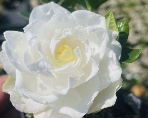 重瓣牡丹栀子花象征着什么？它的寓意有哪些？