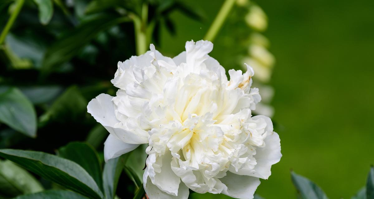 重瓣牡丹栀子花象征着什么？它的寓意有哪些？