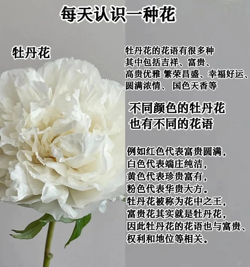 重瓣牡丹栀子花象征着什么？它的寓意有哪些？