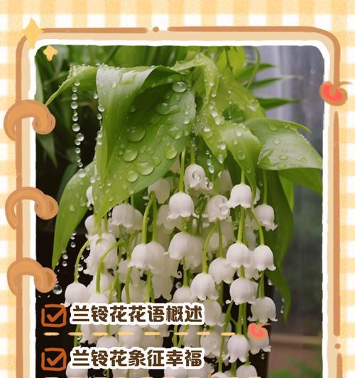 注目花语的花语是什么？如何正确解读花的语言？