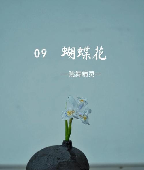 象征自由聪明的花是什么花？这种花有哪些特点和象征意义？