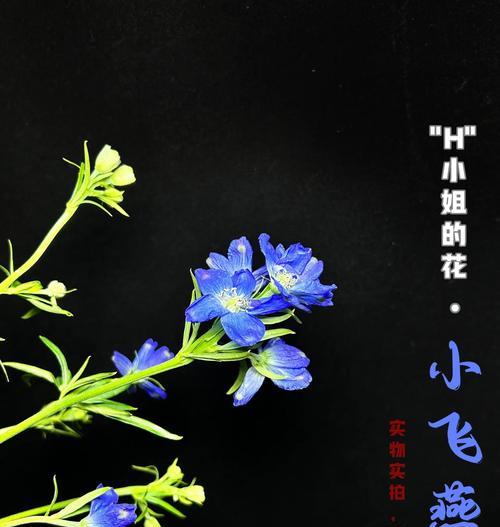 象征自由聪明的花是什么花？这种花有哪些特点和象征意义？