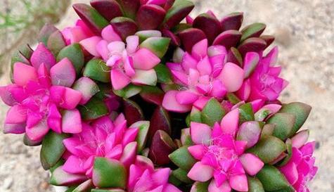 江湖再见花语是什么？花语背后的含义是什么？