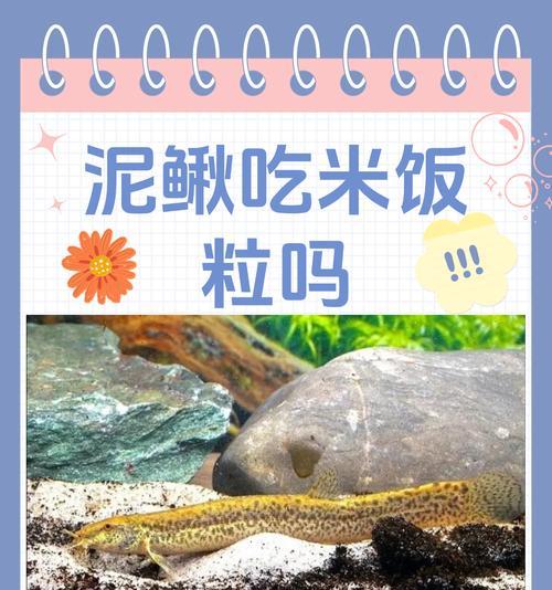 花泥鳅鱼的寓意是什么？如何正确理解花泥鳅鱼的象征意义？