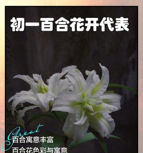戴百合花代表什么含义？百合花的象征意义有哪些？