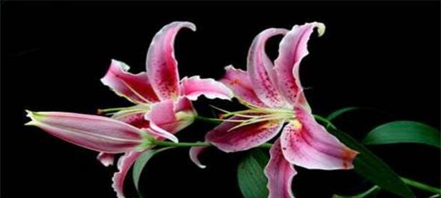一朵娇花代表什么？娇花的象征意义有哪些？