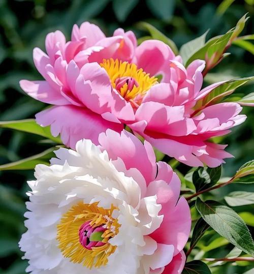 一朵娇花代表什么？娇花的象征意义有哪些？