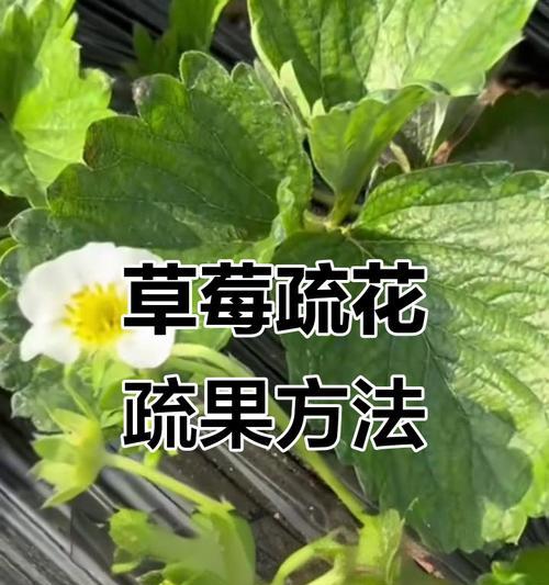 疏花疏果的寓意和象征是什么？如何理解其在园艺中的作用？