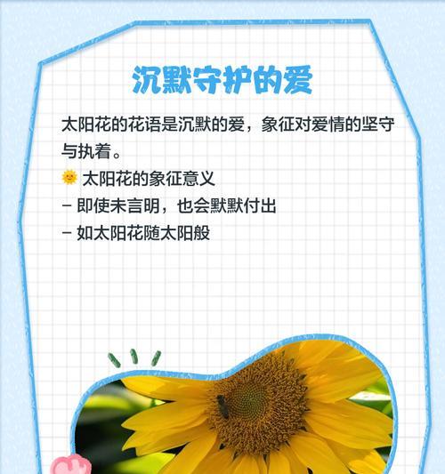 藏式太阳花的寓意象征着什么？它的文化意义有哪些？