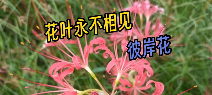 彼岸花代表什么花语？水晶中的彼岸花寓意有何不同？