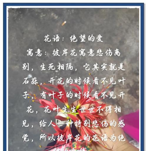 彼岸花代表什么花语？水晶中的彼岸花寓意有何不同？