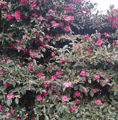 竹叶花象征着什么？竹叶花的意义有哪些？