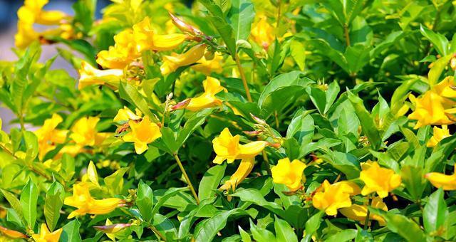 竹叶花象征着什么？竹叶花的意义有哪些？