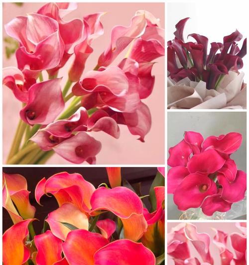 紫玉盘花语是什么？了解紫玉盘的寓意和象征意义？