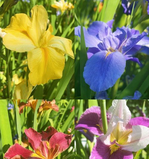 鸢尾花的花语是什么？鸢尾花代表的含义有哪些？