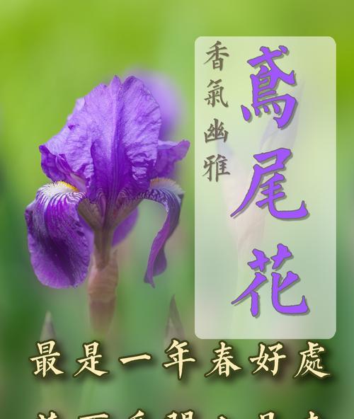 鸢尾花的花语是什么？鸢尾花代表的含义有哪些？