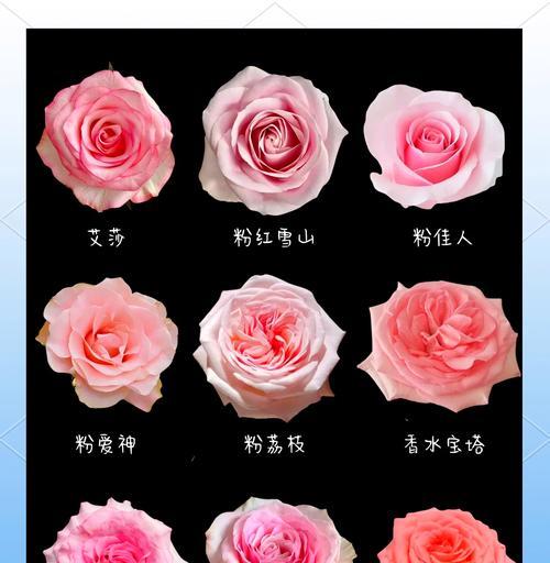 粉色玫瑰的花语是什么？如何正确表达爱意？
