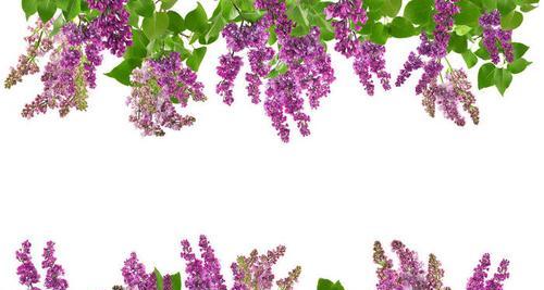 寓意自由洒脱的白色花是什么花？如何识别和养护？